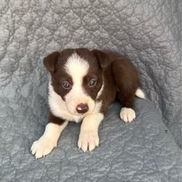 Girl 3 - Red female Border Collie puppy in Centerville, Washington from Forthright Farms