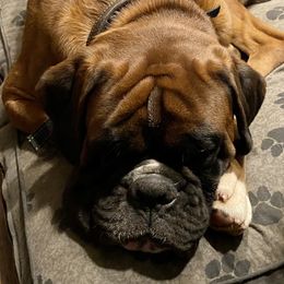Boogie - Boxer