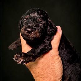 Baker - Phantom male Poodle puppy in Sperry, Oklahoma from PuppyLove Poodles