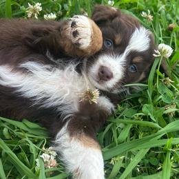 CRISSY - Red tri-color female Australian Shepherd puppy in Sheridan, Arkansas from Runnin’ Wild Ranch Aussies