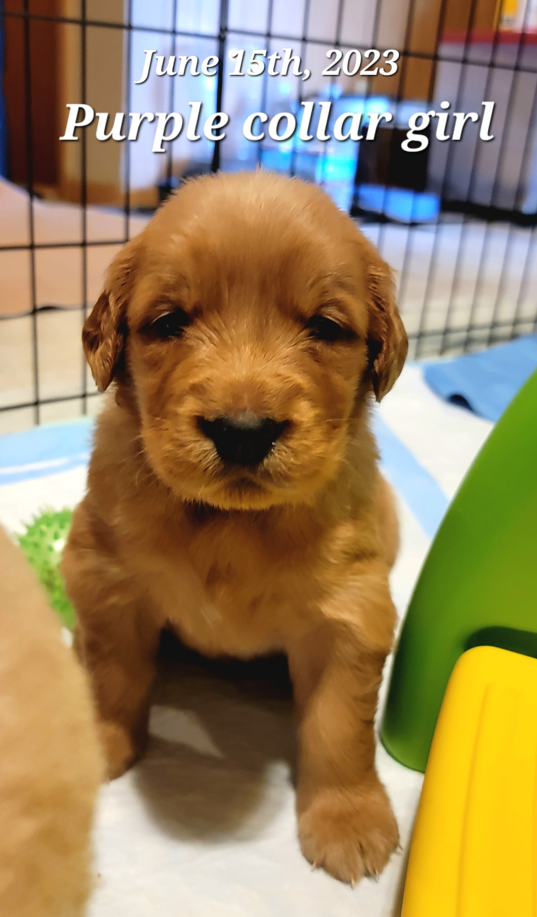 Golden Retriever Puppies from JK Goldens