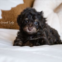 Charlie Brown - Brown male Schnoodle puppy in Grove, Oklahoma from Grand Lake Poodles & Doodles