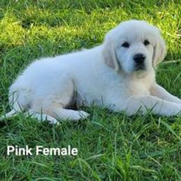 Golden Retriever Puppies from Smokey Mountain English Goldens