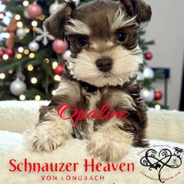 Opaline AKC - Liver female Miniature Schnauzer puppy in Pelzer, South Carolina from Schnauzer Heaven Von Longbach
