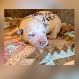 Copper - Red mottled male Australian Cattle Dog puppy in Floyd, Virginia from Southern Charm Heelers