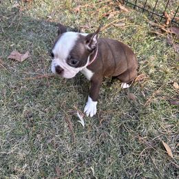 Female 1 - Red female Boston Terrier puppy in Mc Donough, Georgia from Ballard Boston Terriers