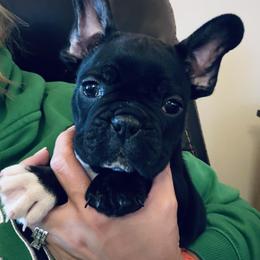 French Bulldog, Mal-Shi, and Morkie Puppies from Woodpecker Ridge Pups