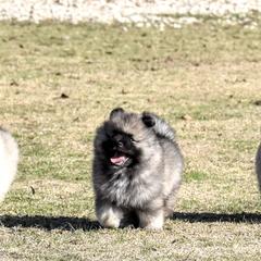 Keeshond Puppies from Anna Boehringer