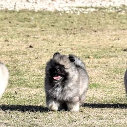 Keeshond Puppies from Anna Boehringer