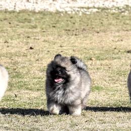 Keeshond Puppies from Anna Boehringer