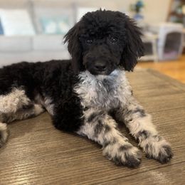 Wave Runner - Black male Poodle puppy in Caldwell, Idaho from Leila Pearson