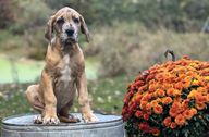 A Great Dane pup poses by flowers 