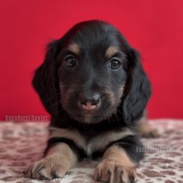 Tony Soprano - Black and cream male Dachshund puppy in Chandler, Arizona from Vonaducci Doxies, LLC.