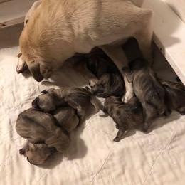 Pug Puppies from House of Briggs Pugs