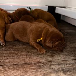 Boy 7 - Yellow male Labrador Retriever puppy in Burton, Michigan from Sunbrooke Acres
