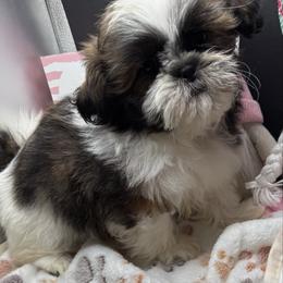 Naomi - Tricolor female Shih Tzu puppy in Stafford, Virginia from Bayview Pups