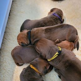 Rhodesian Ridgeback Puppies from Churchill Rhodesian Ridgebacks
