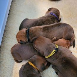 Rhodesian Ridgeback Puppies from Churchill Rhodesian Ridgebacks