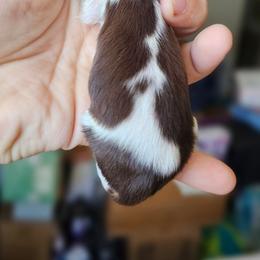 Baby Ruth - Chocolate and tan female Dachshund puppy in Pasco, Washington from G & G Kennel