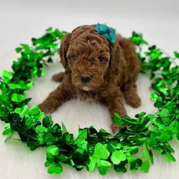 Poodle puppies from Miranda’s Sunshine Poodles and Doodles