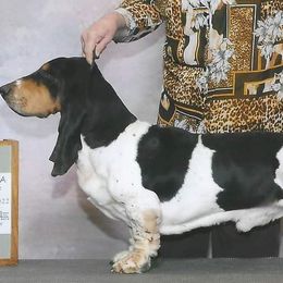 Billy - Basset Hound