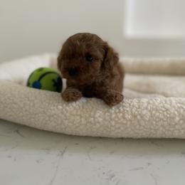 Poodle Puppies from Pups and Paws Toy Poodles