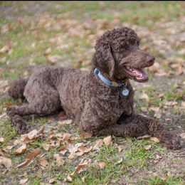 Poodles from Family Adventure Poodles