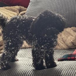 Poodle Puppies from Singing Sands Poodles