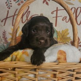 Andy - Brown male Cockapoo puppy in Missouri from KDK Missouri Miniature Poodles
