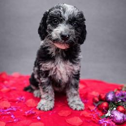 Sage - Blue merle male Aussiedoodle puppy in Wilkinsville, South Carolina from Feather Branch Farm and Kennel