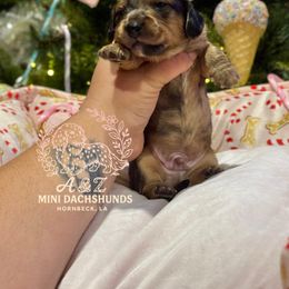 Stanley - Dapple male Dachshund puppy in Hornbeck, Louisiana from A&Z Mini Dachshunds