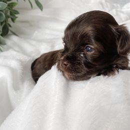Cavapoo and Havapoo Puppies from Perfectly Playful Doodles