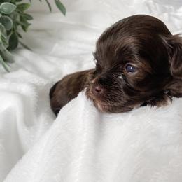 Cavapoo and Havapoo Puppies from Perfectly Playful Doodles