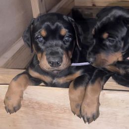 Doberman Pinscher Puppies from Hill Country Family Dobermans