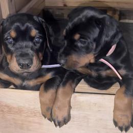Doberman Pinscher Puppies from Hill Country Family Dobermans