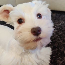 Starlight Female $1,600 - White Miniature Schnauzer puppy in Forney, Texas from Gus Puppies