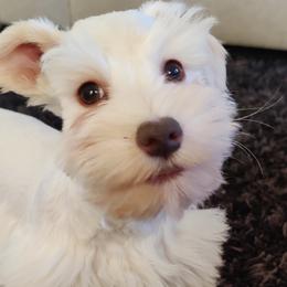 Starlight Female $1,600 - White Miniature Schnauzer puppy in Forney, Texas from Gus Puppies