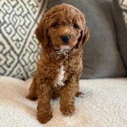Prince - Red  male Goldendoodle puppy in Maricopa, Arizona from AZ Designer Goldendoodles