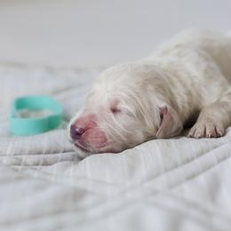 Ms. Turquoise - Light golden female Golden Retriever puppy in Troy, Alabama from Southland Goldens
