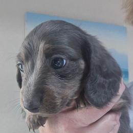 Blue cream 2 red band - Blue and cream male Dachshund puppy in Port Charlotte, Florida from Vicki's Dachshund Crossing