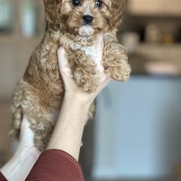 Cavapoo, Cockapoo, and Goldendoodle Puppies from Jolidoodles