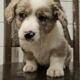 Penny - Brindle merle and white Cardigan Welsh Corgi puppy in Rigby, Idaho from Star N Cardigan Corgis