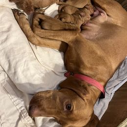 Vizsla Puppies from Gentleman Jack's Flying Vizslas