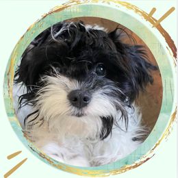 Emily Digginson - Cavapoo