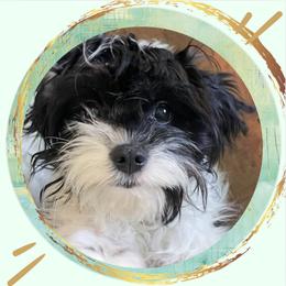 Emily Digginson - Cavapoo
