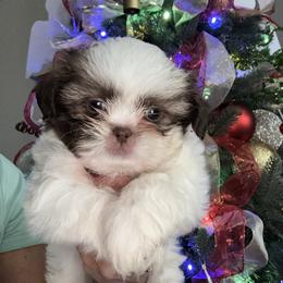 Ollie - Black and white male Shih Tzu puppy in Ocala, Florida from Yorkie  And Shih Tzu Love