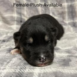Girl 5 - Black and white female Alaskan Malamute puppy in Rensselaer, Indiana from Moot Manor Malamutes