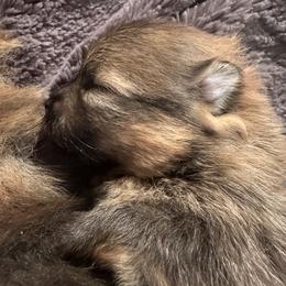 Pomeranian Puppies from Lori’s Precious Poms