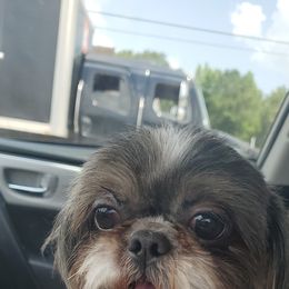 Shih Tzu Puppies from Jocelyn Burkey's Shih Tzus