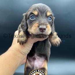 Picasso - Chocolate and tan male Dachshund puppy in Houston, Texas from Texas Regal Dachshunds LLC